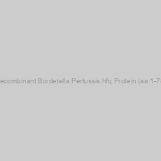 Image of Recombinant Bordetella Pertussis hfq Protein (aa 1-78)